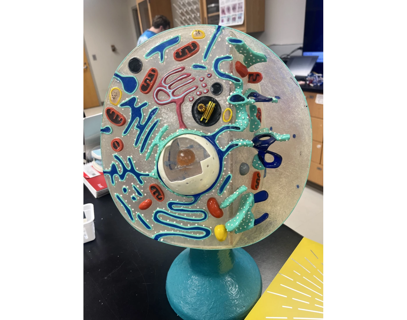 Labeled cell model Quiz