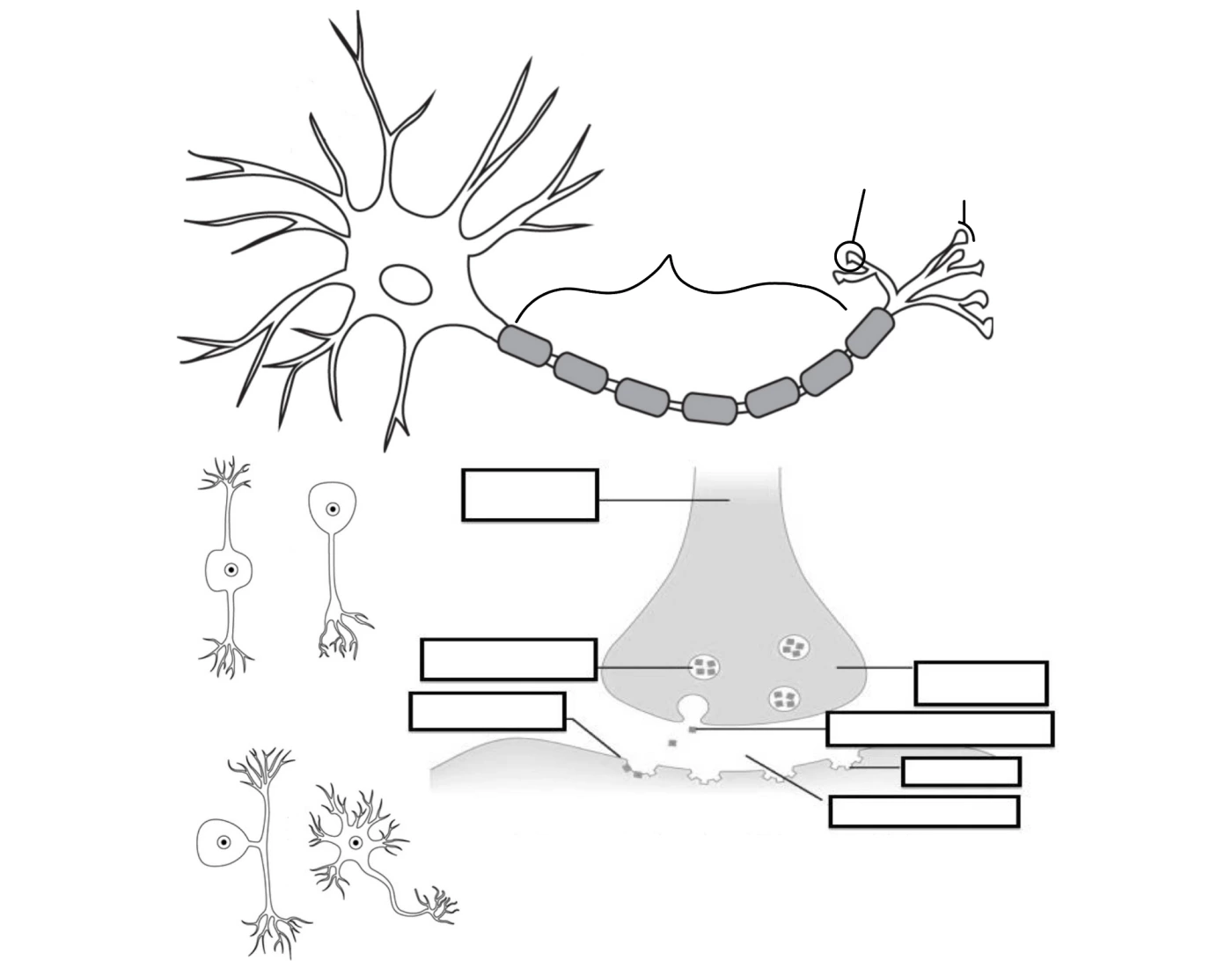 Neuron Labeling Quiz