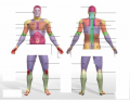 Anatomy-Regions of the Human Body