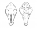 Canine Cranial Anatomy (Dorsal/Ventral Views)