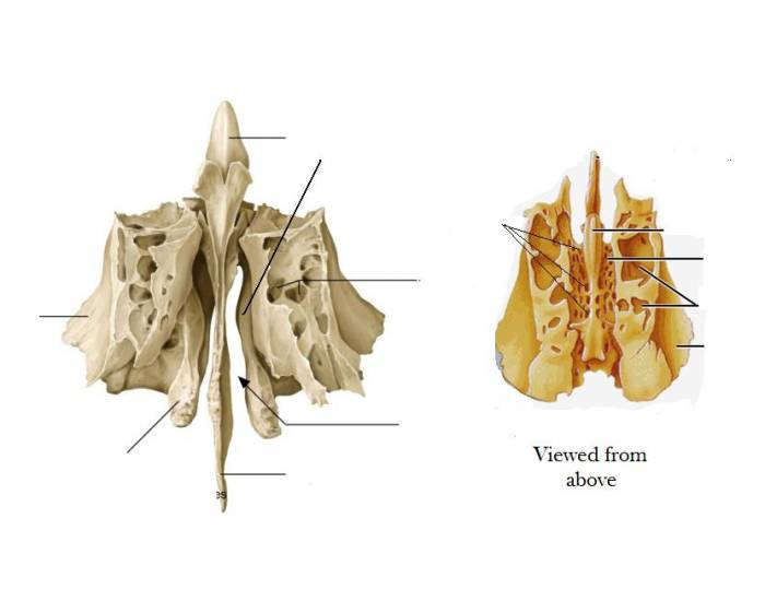 SKULL BONES Quizzes