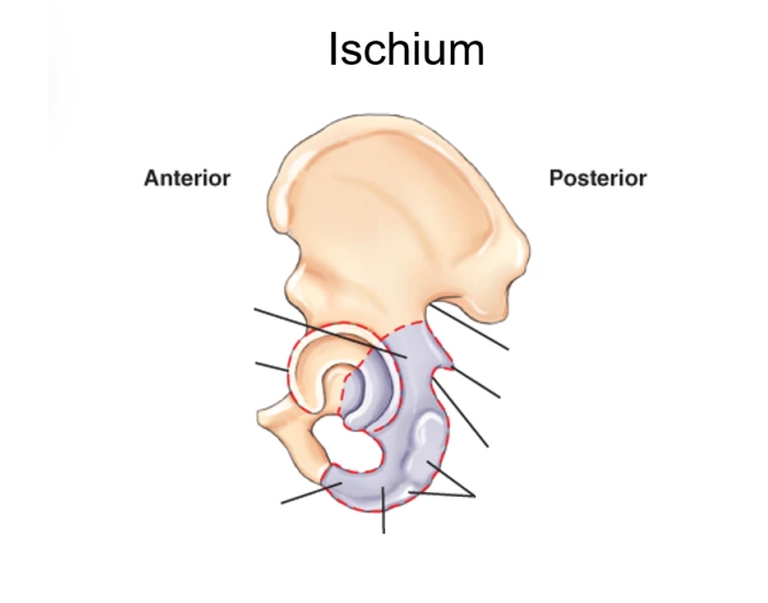 Fischilum Ischium Anatomy DIagram Quiz