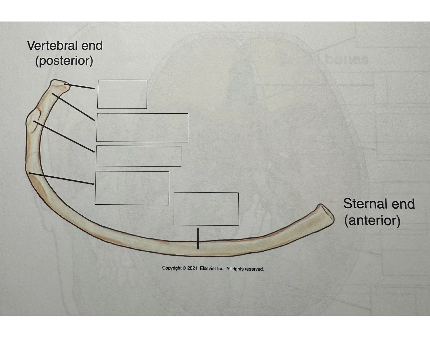 Left Rib Inferior View typical rib inferior view Quiz