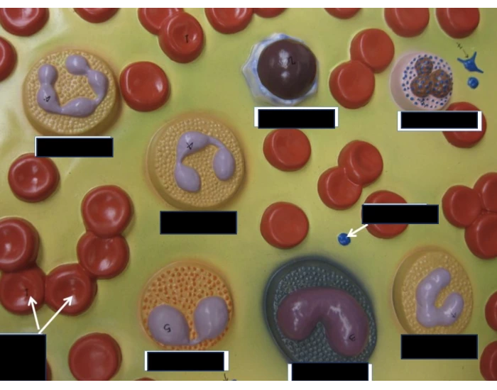 Simple Blood Cell Model Blood Cell Model - Blood Unit Quiz
