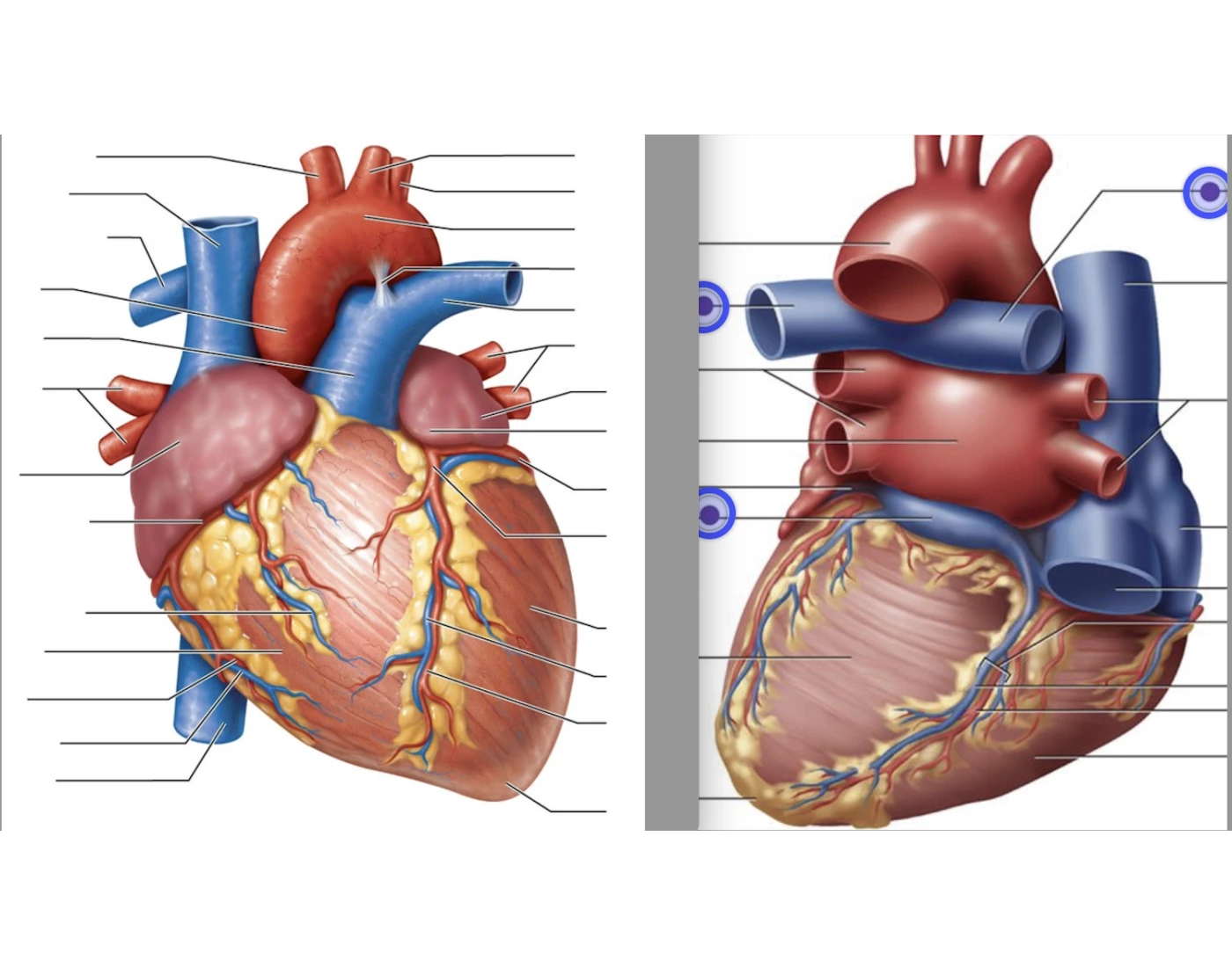 Heart Identiification Anterior and Posterior Heart identification Quiz