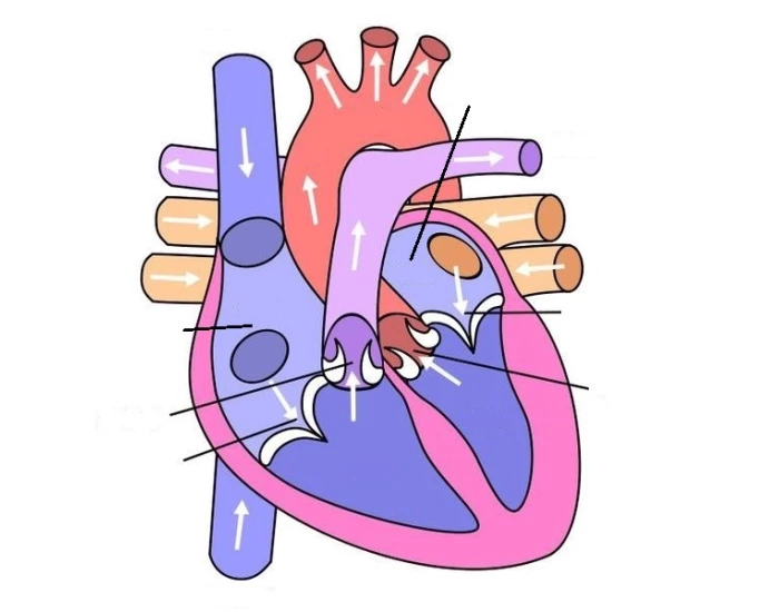 Heart Names The heart names Quiz