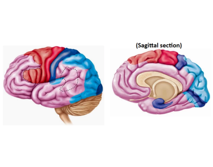 Cerebral Cortex Worksheet Brain Labelling (Cerebral Cortex) — Printable Worksheet