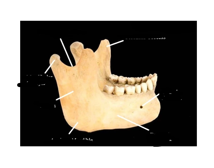 Jaw Quiz Biology Diagrams