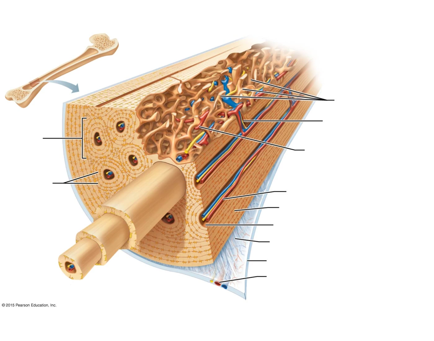 Microanatomy of a bone Quiz