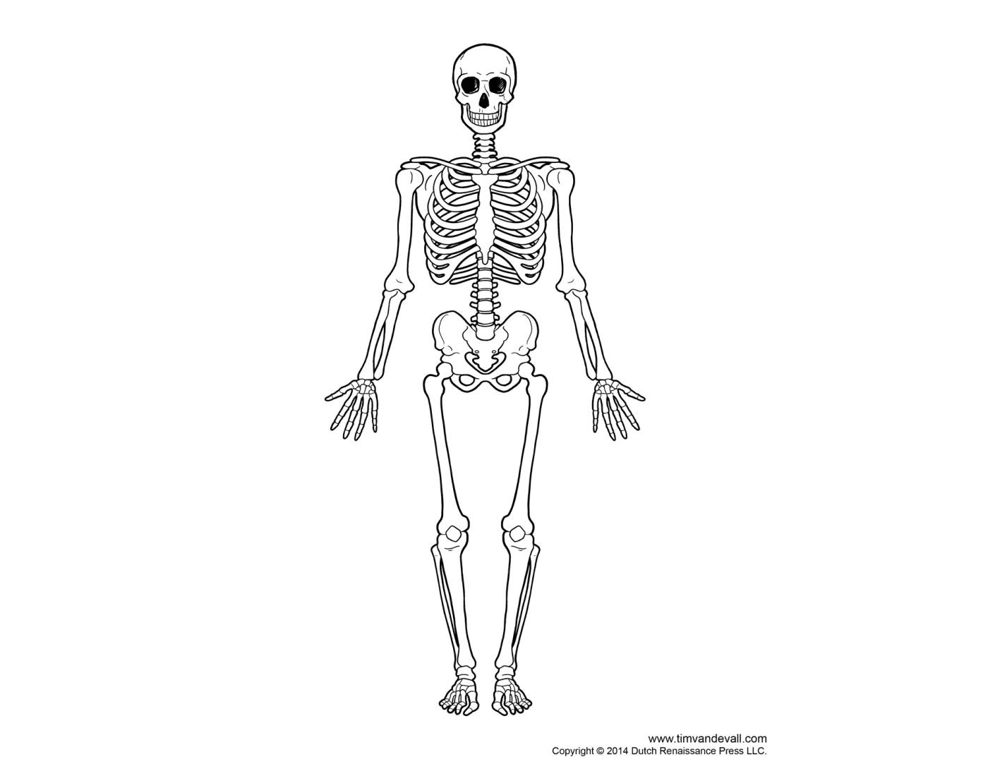 Bones Labeling Quiz