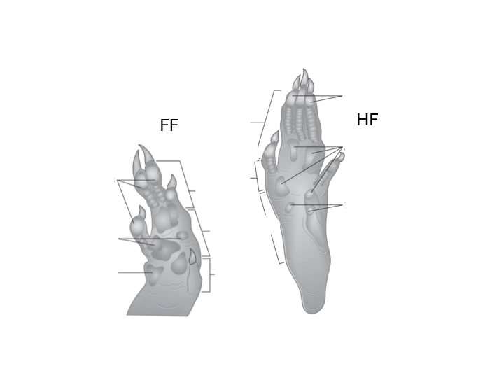 Rodent Foot Skeleton Myomorph Rodent Feet Quiz