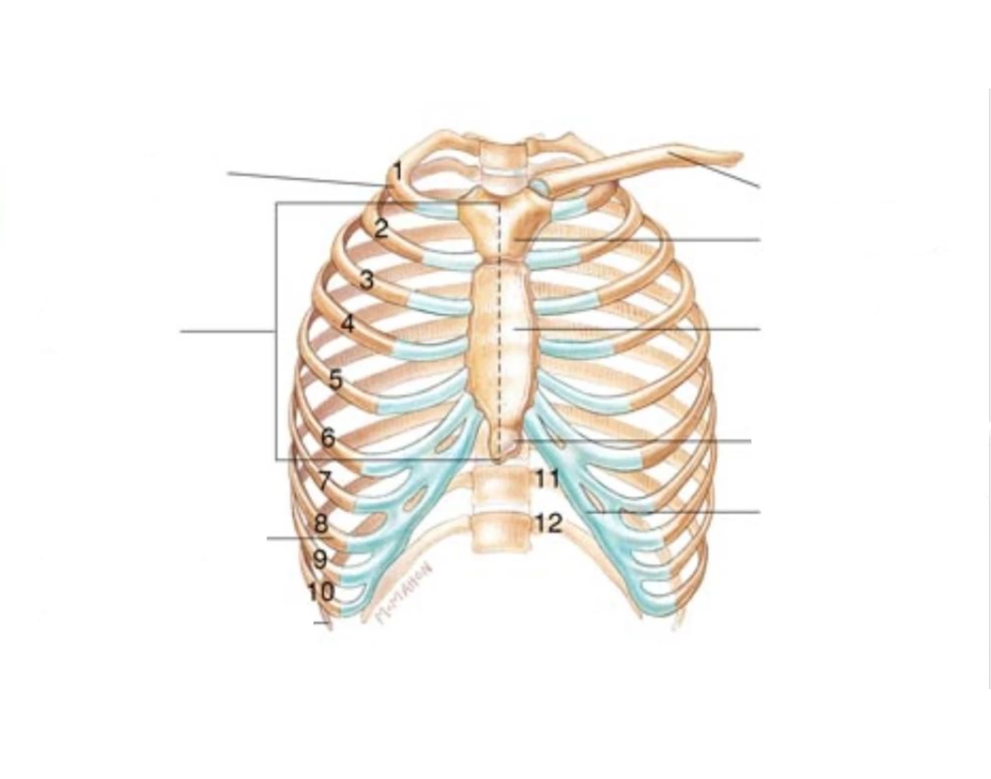 Thoracic Cavity Rib Anatomy — Printable Worksheet