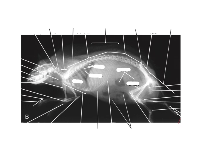 Hedgehog radiograph lateral Quiz