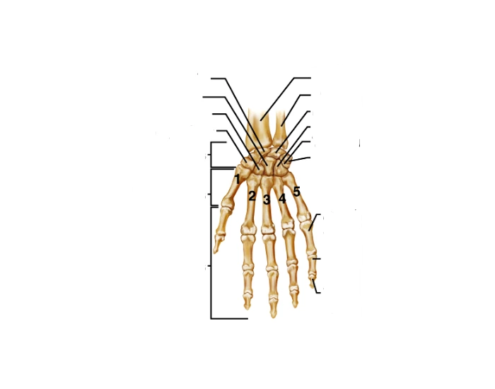 Wrist and Hand Anatomy Quiz