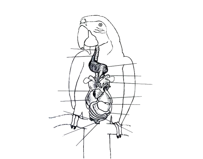 Bird Internal Anatomy Quiz Bird Internal Anatomy Quiz