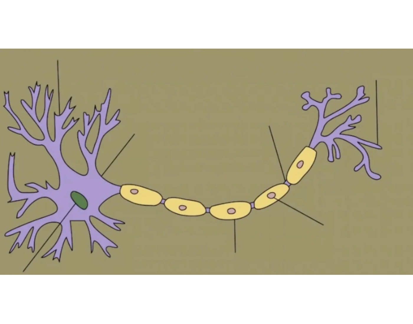 NEURON NERVE CELL Printable Worksheet