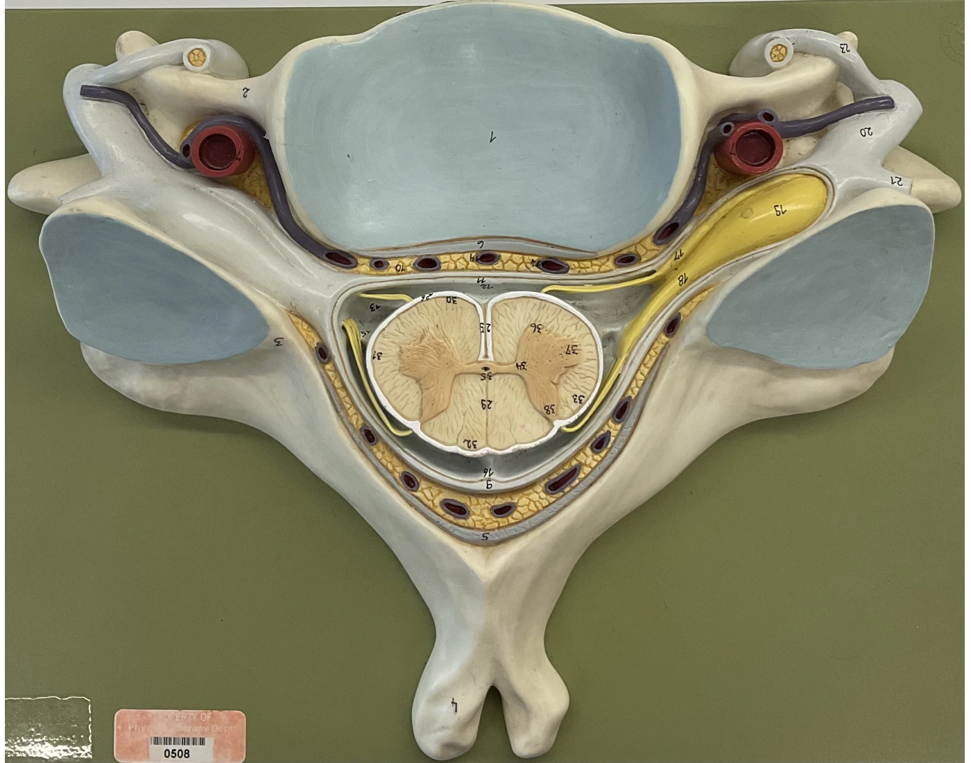 Spinal Cord Labeling Quiz