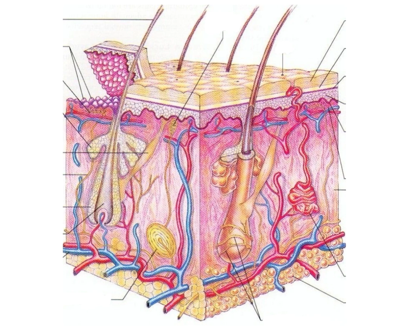 Integumentary System Quiz Integumentary System Quiz