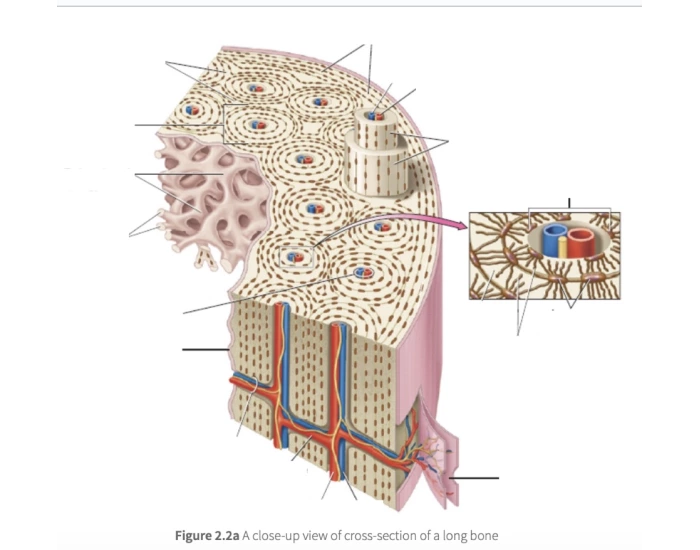 Inside the Bone Quiz
