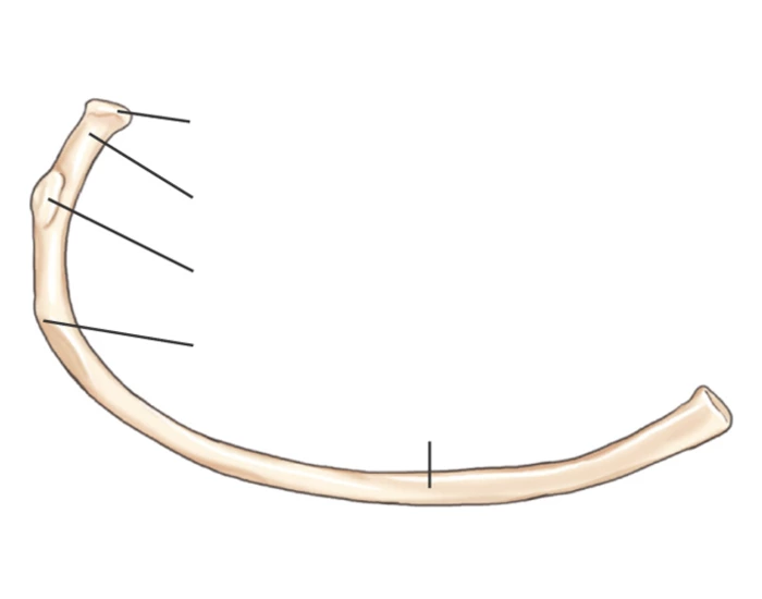 Left Rib Inferior View Inferior View of the Rib Quiz