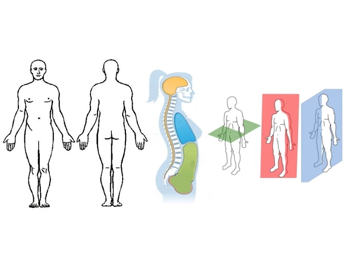 ANATOMICAL LANDMARKS + Quiz Biology Diagrams