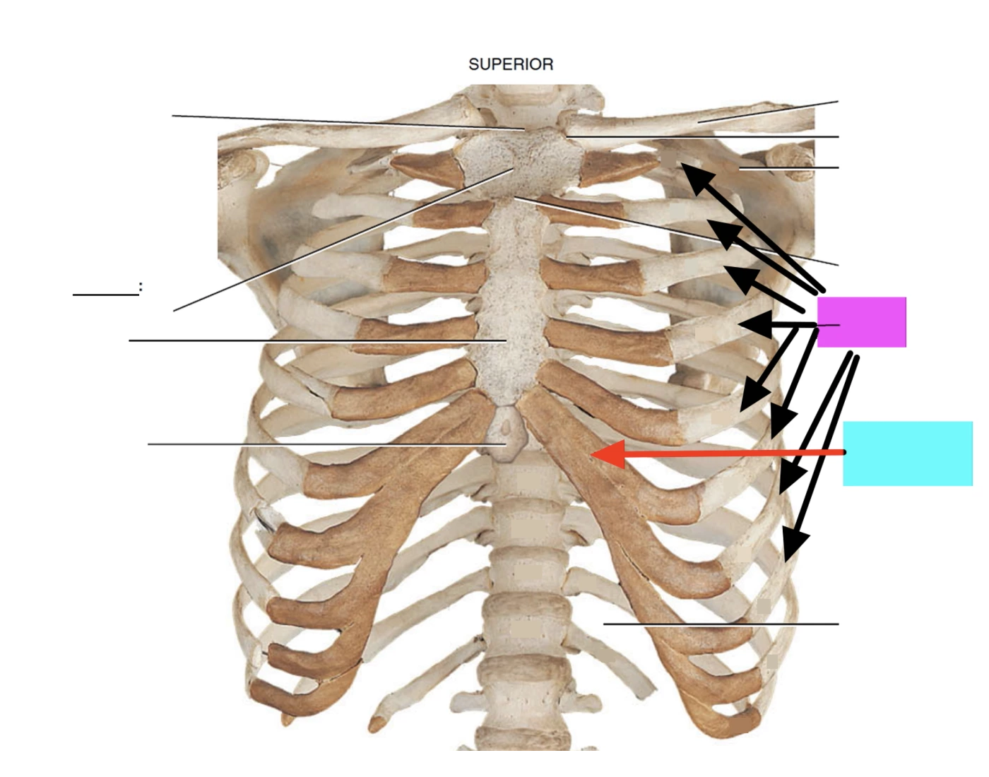 Ribs, Sternum, SC Joints Quiz
