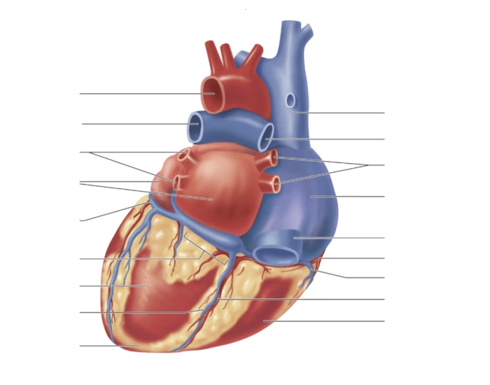Posterior Surface Heart Unit Quiz