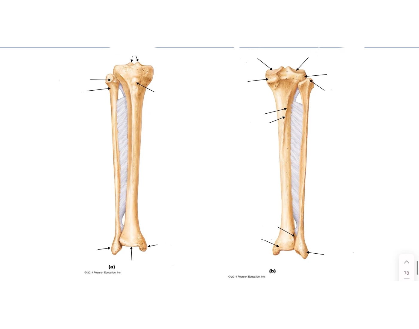 fibia and tibia Quiz