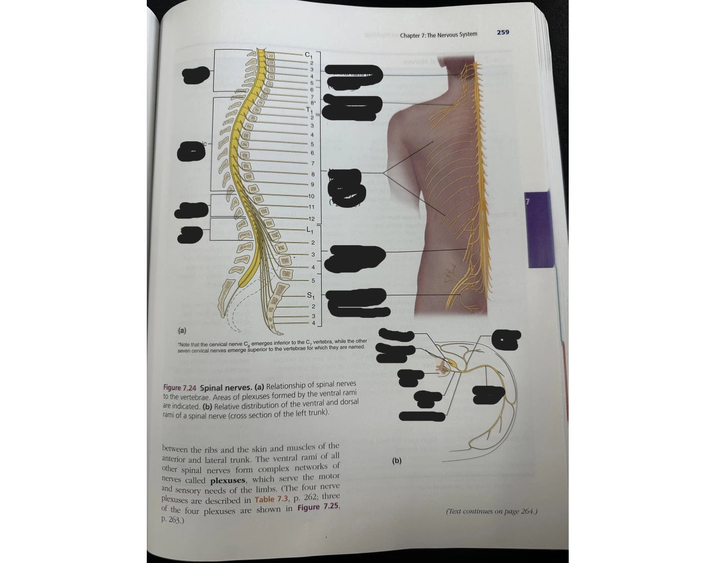 Relationship of spinal nerves/Ventral & Dorsi rami Quiz