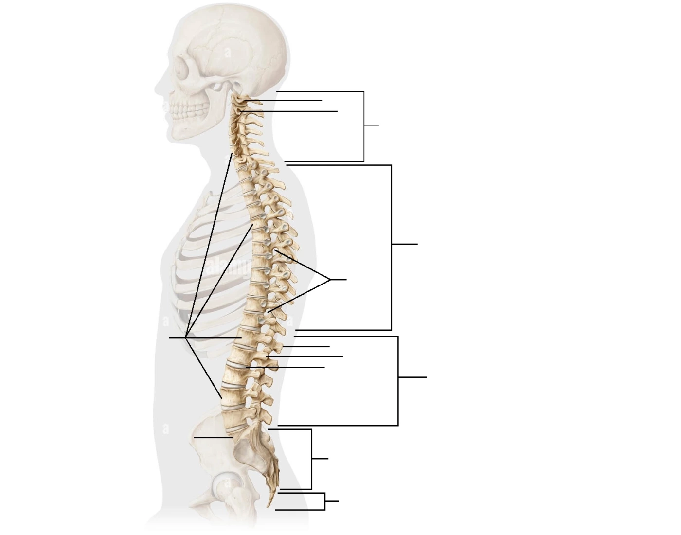Human Vertebral Column Simple Quiz Human Vertebral Column Simple Quiz