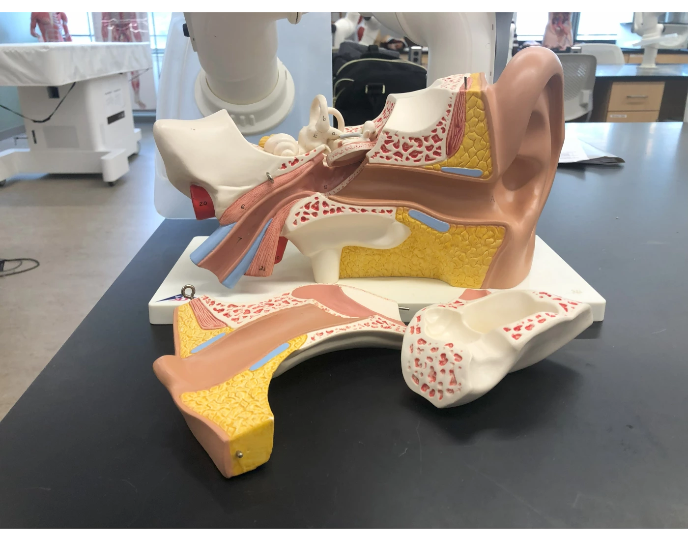 ear model labelling Quiz