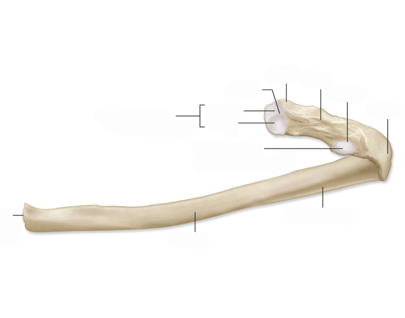Posterior View 12 Rib Rib (posterior view) Quiz