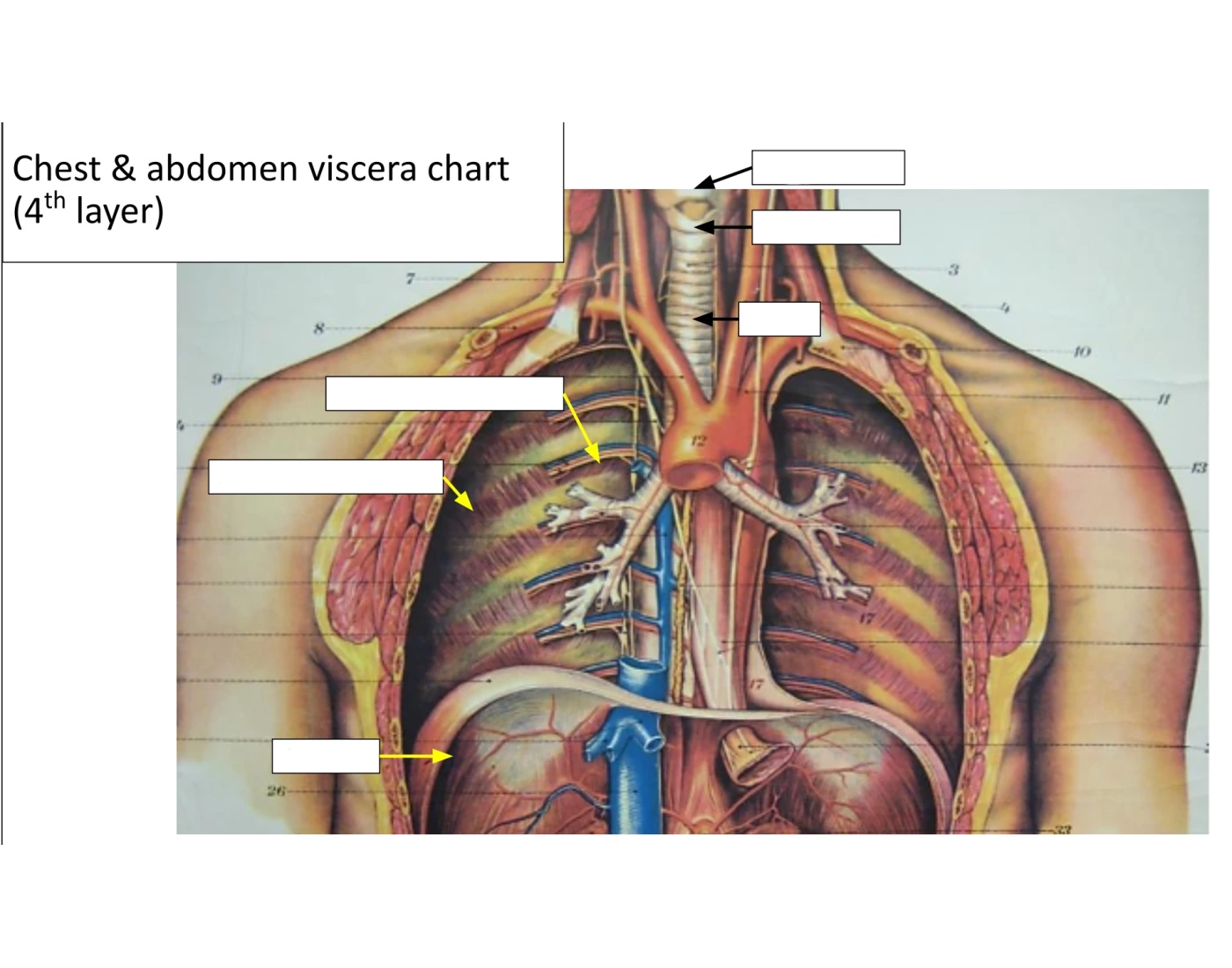 Chest Contents Chest&Abdomen Viscera Chart (4th Layer) Quiz