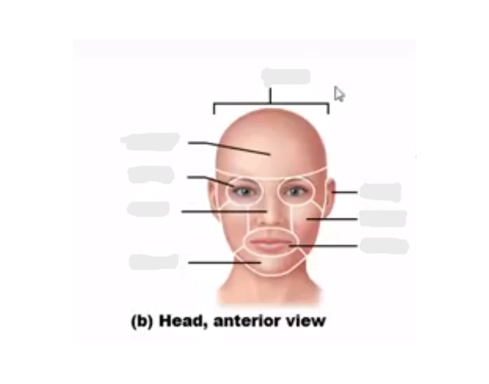 Label Face Regions Quiz