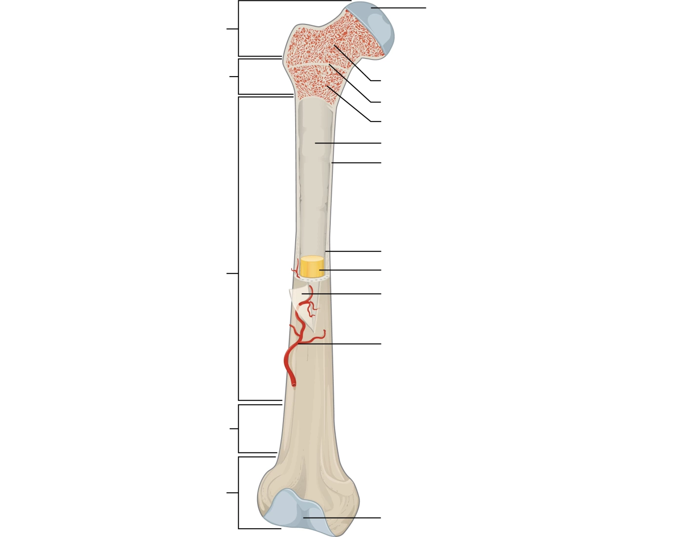 Gross Anatomy of Bone Quiz