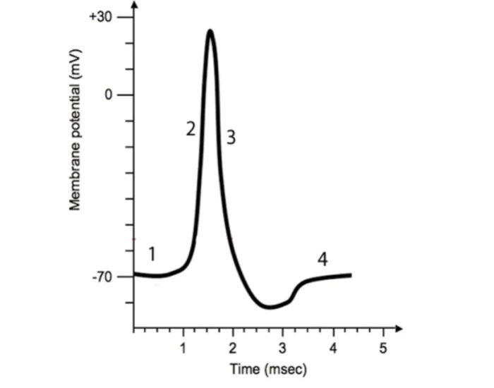 Neuron current graph Quiz
