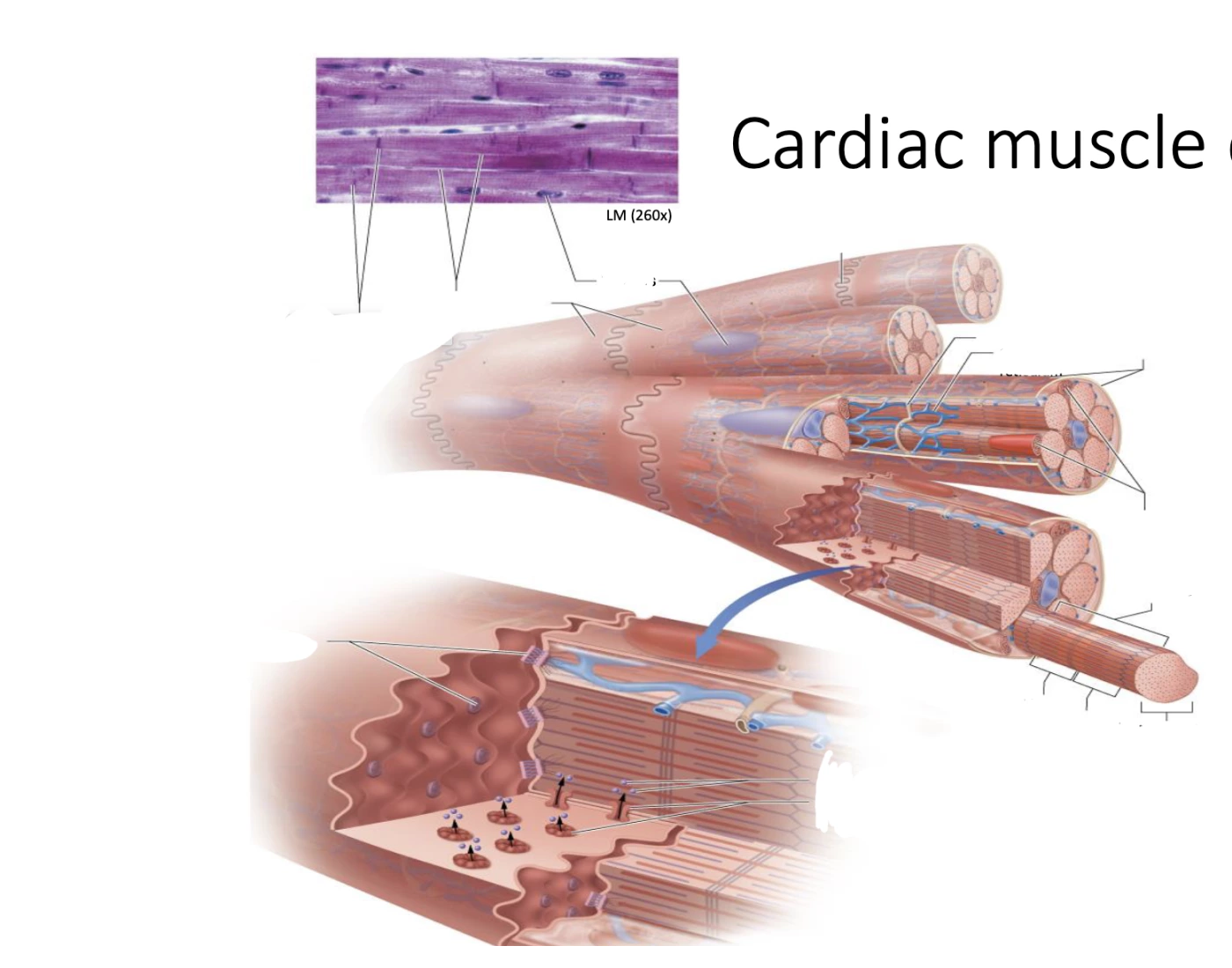 Cardiac Muscle Involuntary Cardiac Muscle