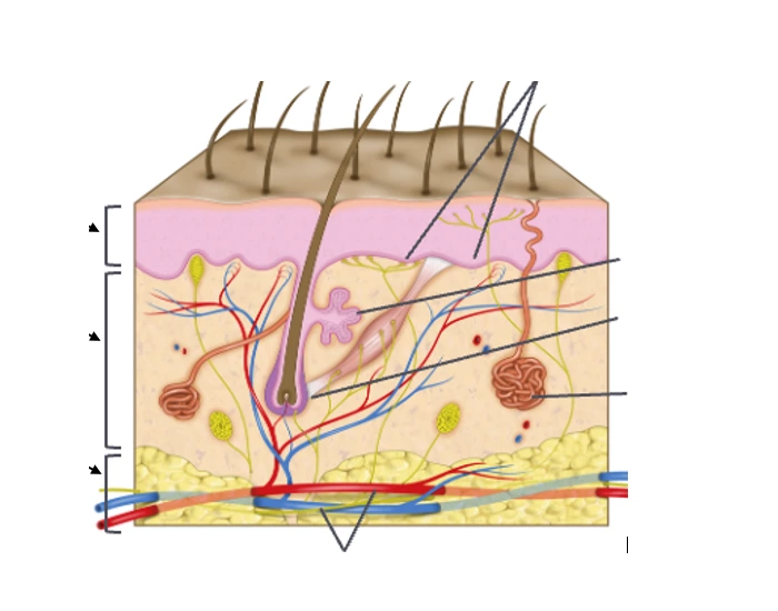 Integumentary System Quiz Integumentary System Quiz