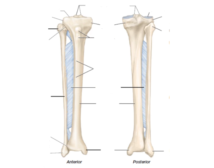 Tibia and Fibula Bone Quiz — Printable Worksheet