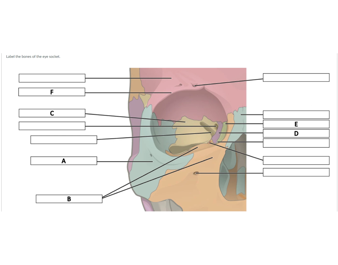 label the bones of the eye socket Quiz