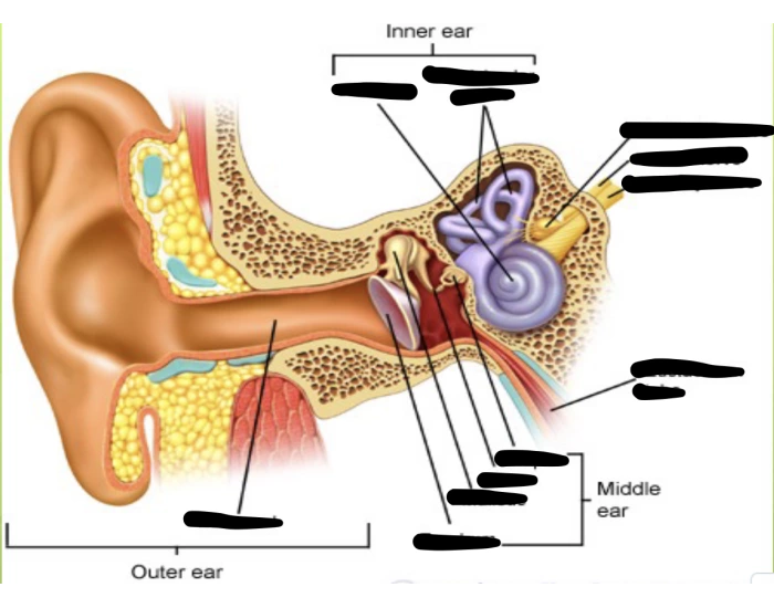 Outer Innrt anatomy of outer, middle, and inner ear Quiz