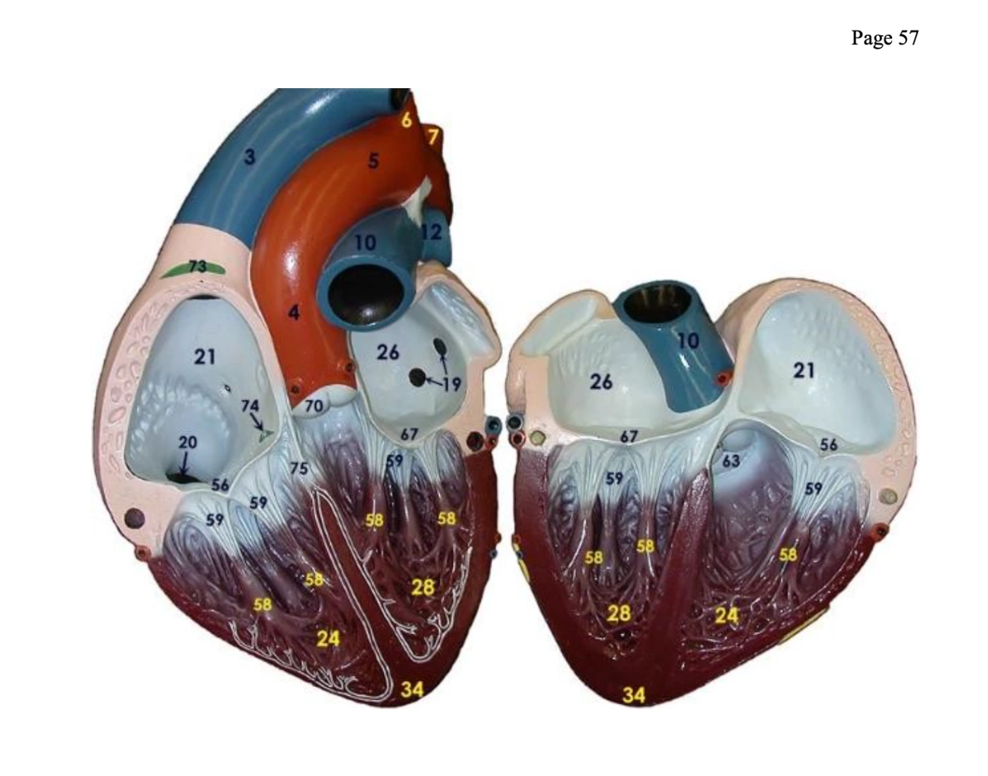 Heart Label Bio BIO Heart Labeling 4 Quiz