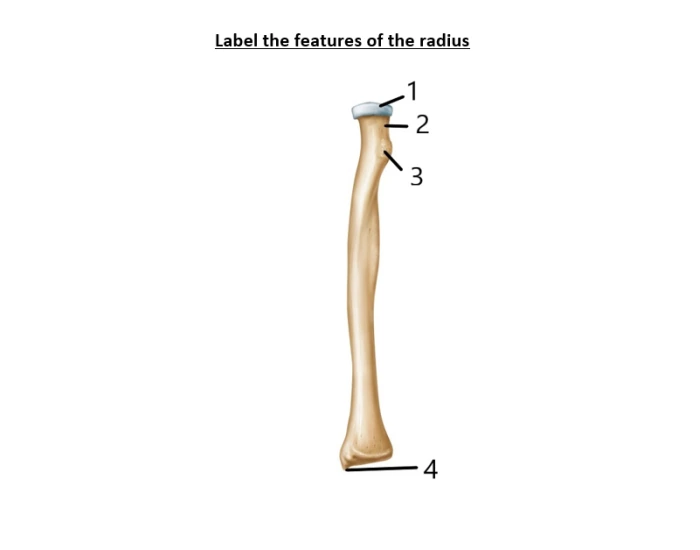 Radius With Labels Label Radius Quiz