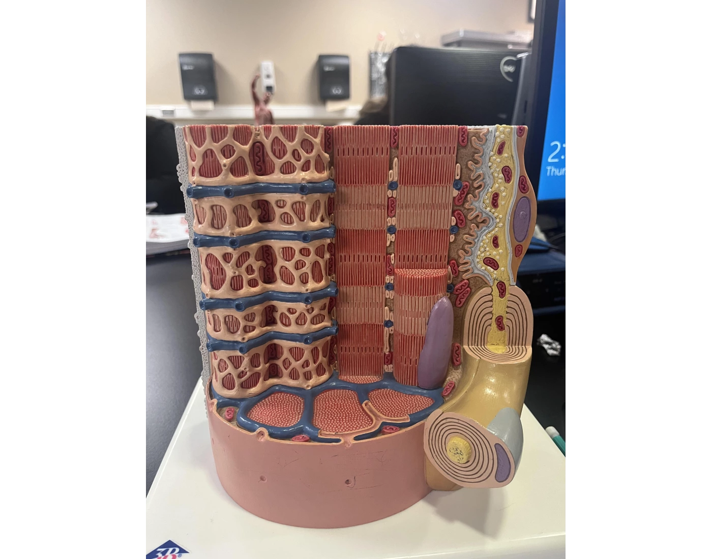 Muscle cell Model Quiz