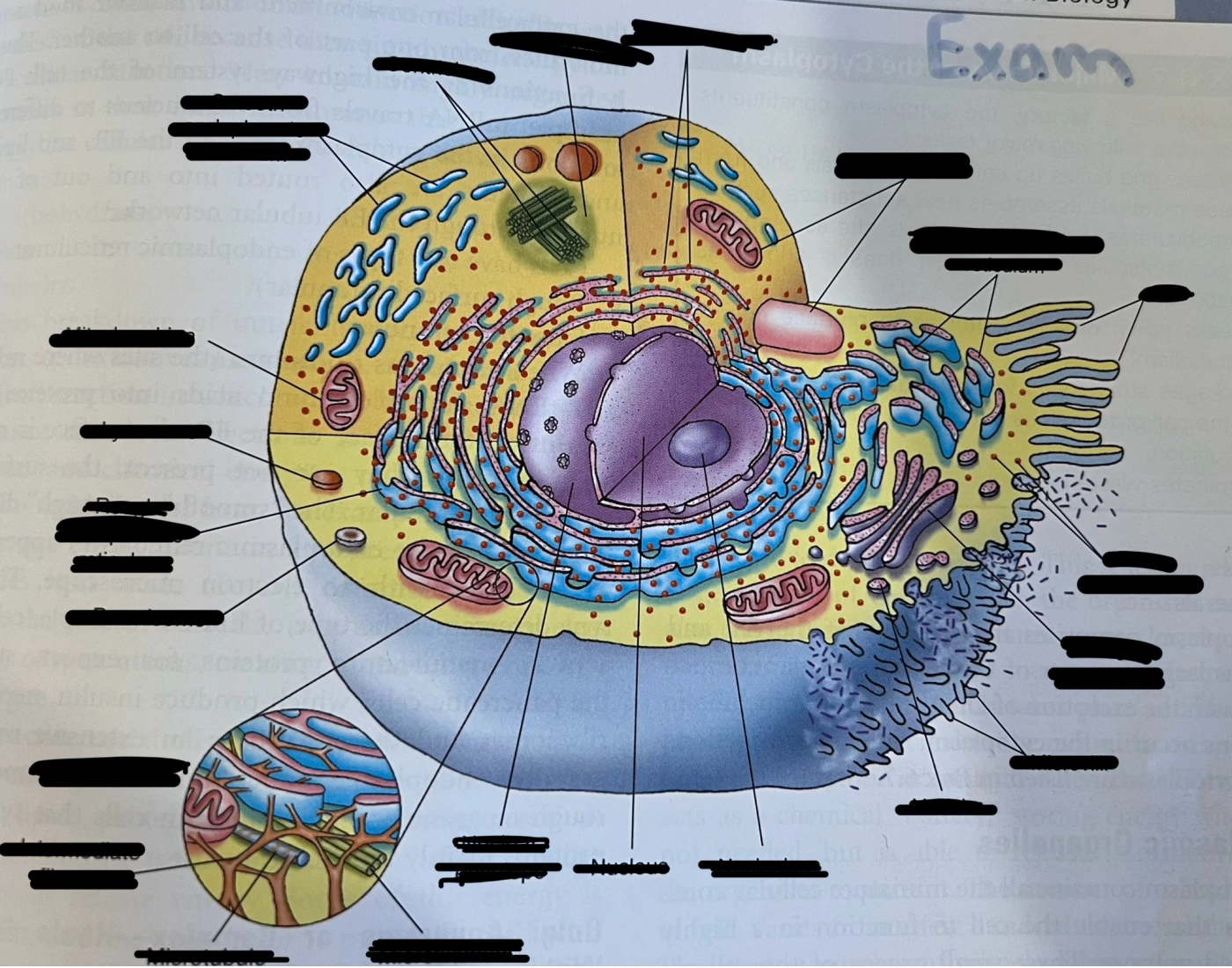 Typical Cell Diagram All Diagram of a typical cell Quiz
