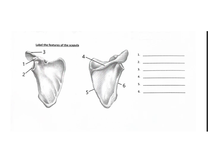 Scapular Label Label the Scapula Quiz