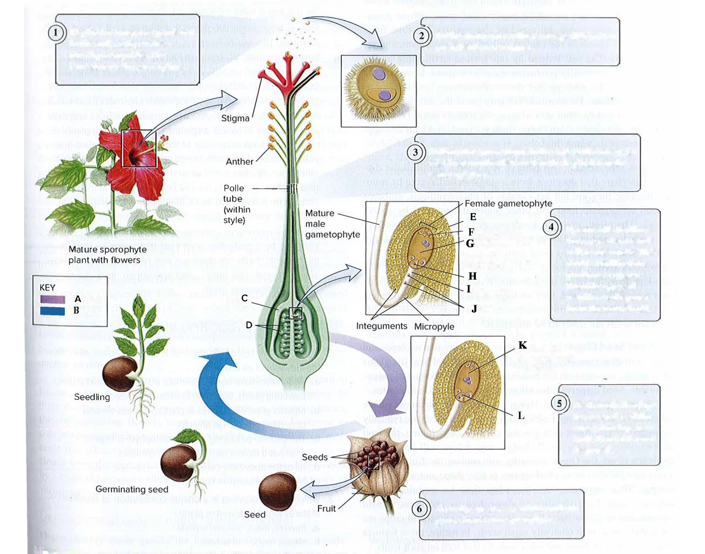 Plant Reproduction Graph Flowering Plants Reproduce Diagram Quiz