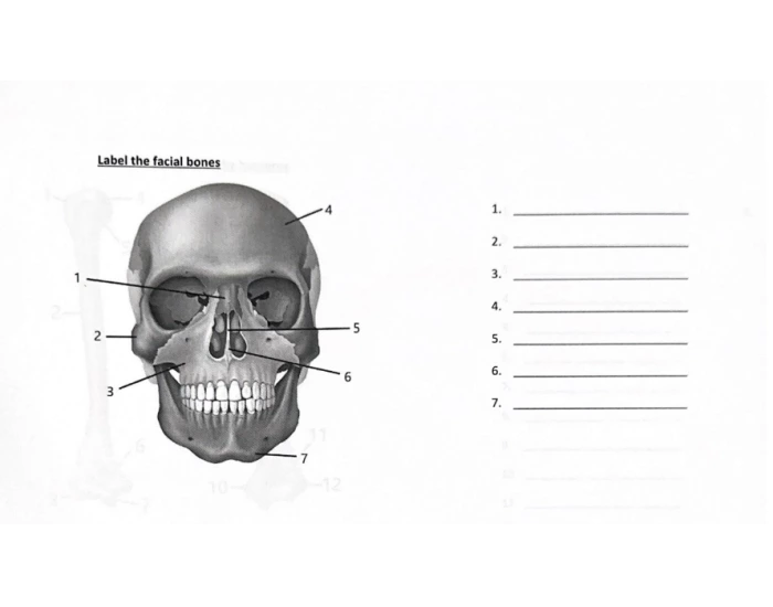 Label The Facial Bones Printable Worksheet label-the-facial-bones-printable-worksheet