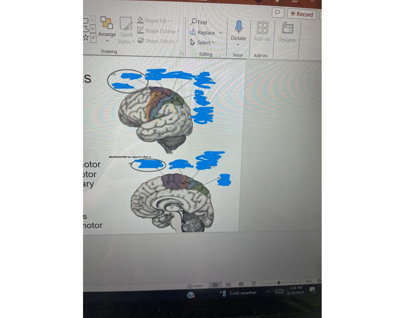 Label the motor pathways Quiz
