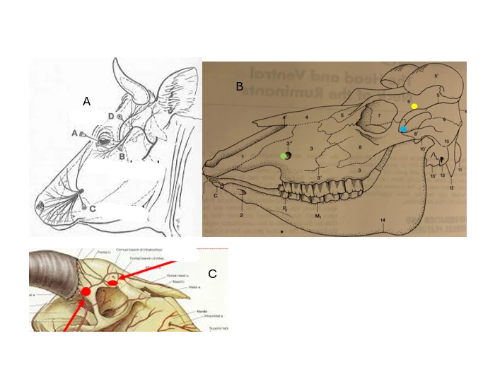 Trivia In Ruminants Ruminant nerve blocks Quiz